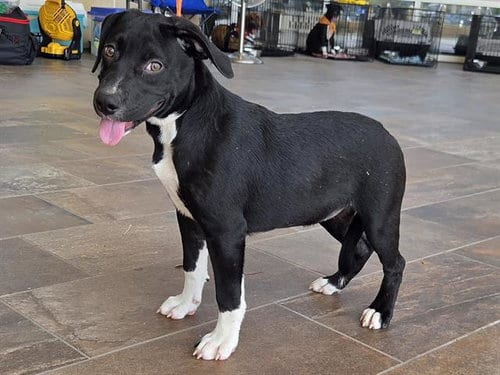 Photo of Wren, adoptable Australian Cattle Dog/Blue Heeler in Panama City, Florida