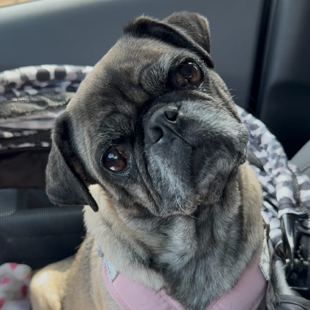 Photo of Dolly, adoptable Pug in California, California