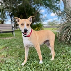 Photo of Peanut Butter 9304, adoptable Mixed Breed (Medium) in Loxahatchee, Florida