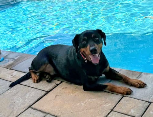 Photo of Duke, adoptable Labrador Retriever in Georgetown, Kentucky
