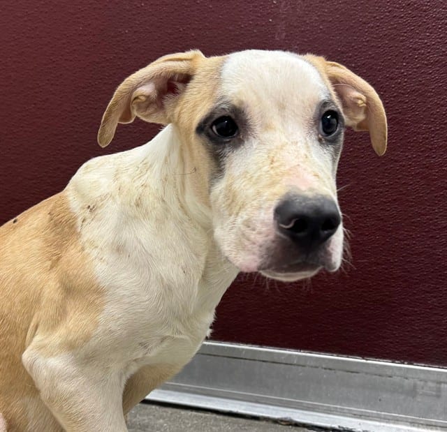 Photo of Wade, adoptable dog