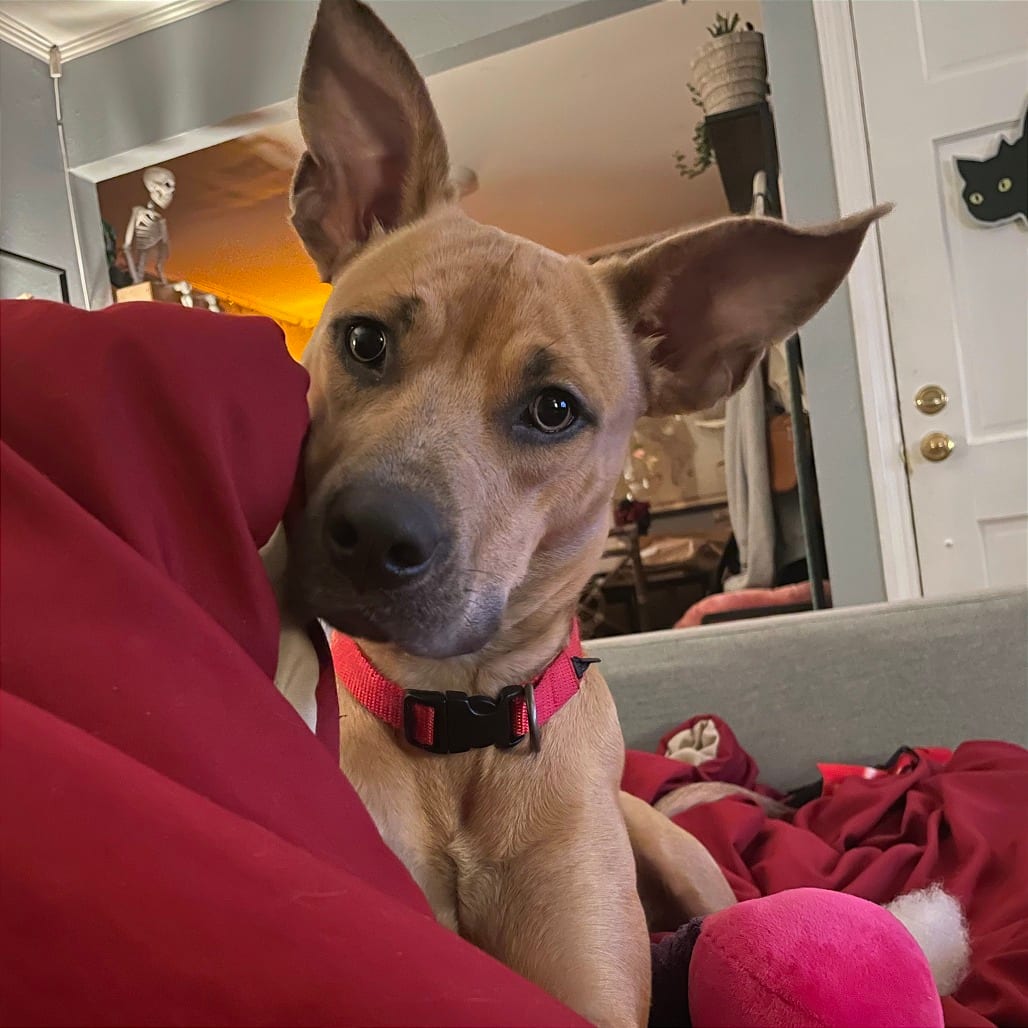 Photo of Melody Mist, adoptable Mixed Breed (Medium)