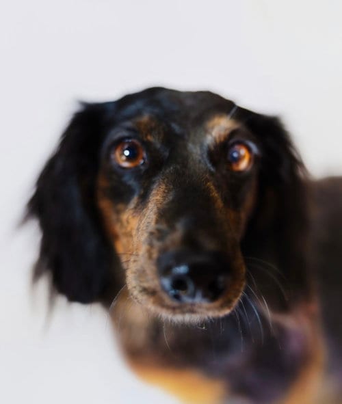 Photo of Bear, adoptable Dachshund in York, South Carolina