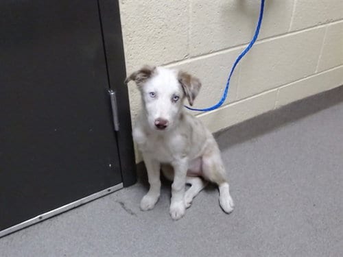 Photo of Monopoly, adoptable Australian Shepherd in Denver, Colorado