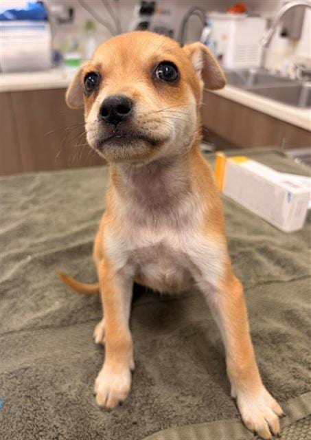 Photo of Euchre, adoptable Chihuahua in Baytown, Texas