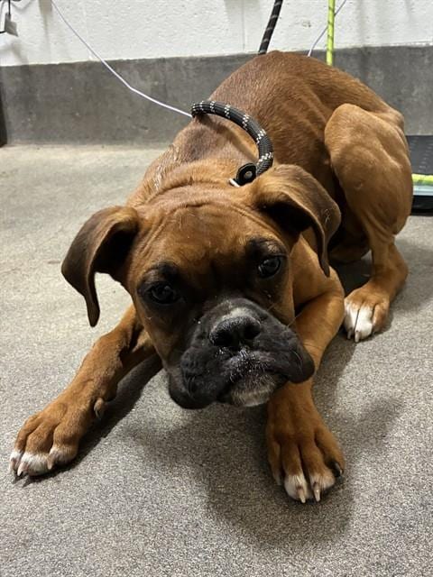 Photo of Nala, adoptable Boxer in Forestville, Maryland