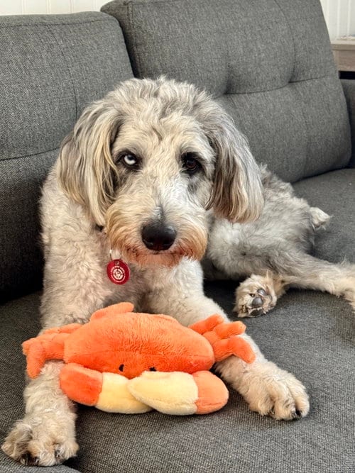 Photo of Logan, adoptable Poodle (Standard) in Wakefield, Rhode Island
