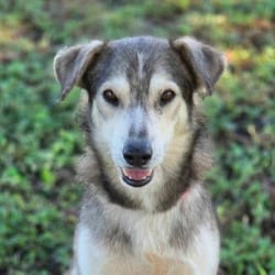 Photo of Gizmo JuM, adoptable Husky in Salem, Oregon