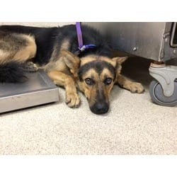 Photo of Houdini, adoptable German Shepherd Dog in Jurupa Valley, California