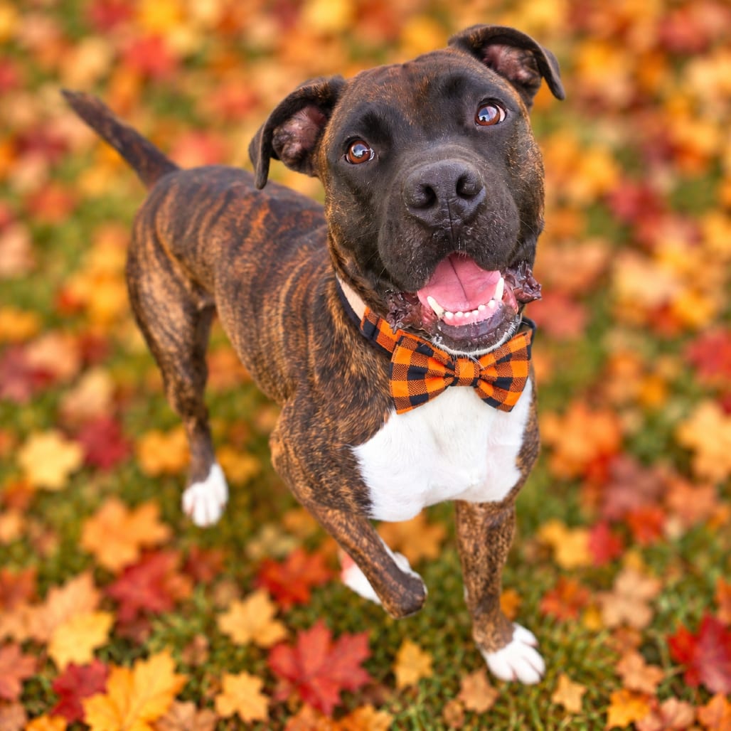 Photo of Woofgang Puck, adoptable Boxer / Terrier, American Pit Bull in Binghamton, New York