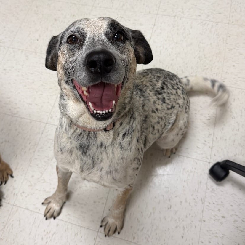 Photo of Octopus, adoptable Mixed Breed (Medium) in Winston-Salem, North Carolina