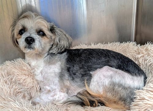 Photo of August, adoptable Shih Tzu in Fort Lauderdale, Florida