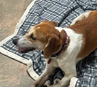 Photo of Ollie: “My Home to Yours”, adoptable Beagle in Rustburg, Virginia