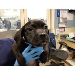 Photo of Nevaeh, adoptable American Pit Bull Terrier in Jurupa Valley, California