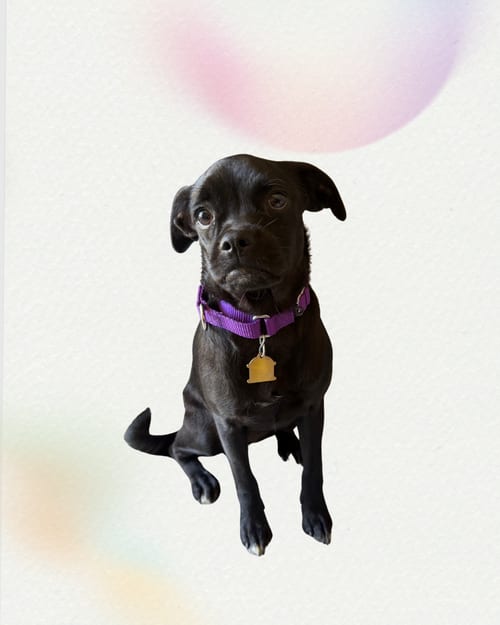 Photo of Zuma, adoptable Pug in Seal Beach, California