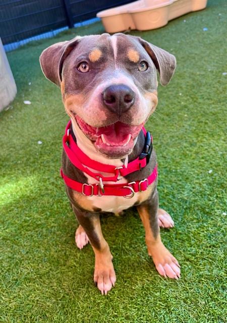 Photo of Fiddle, adoptable Pit Bull Terrier in San Francisco, California