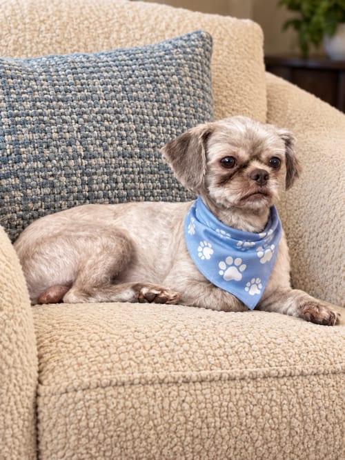 Photo of Matt, adoptable Shih Tzu in Euless, Texas
