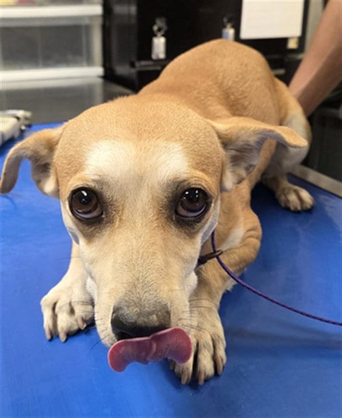 Photo of Turkey, adoptable Chihuahua in Mesa, Arizona
