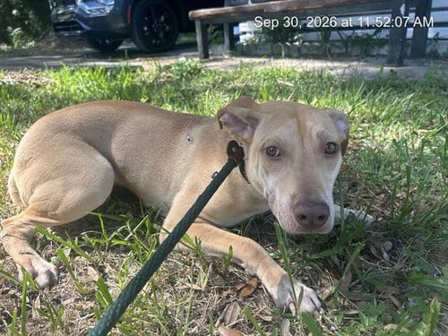Photo of A391303, adoptable Labrador Retriever in Ocala, Florida