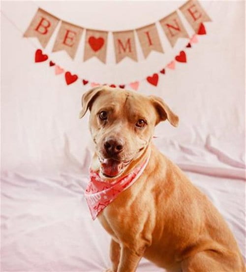 Photo of Tito, adoptable Labrador Retriever in Miami, Florida