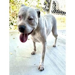Photo of Barrell, adoptable American Pit Bull Terrier in Lancaster, California