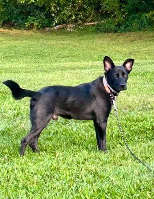 Photo of Sunshine, adoptable German Shepherd Dog in Brewster, New York