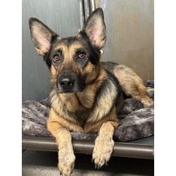 Photo of Athena, adoptable German Shepherd Dog in Roseville, California