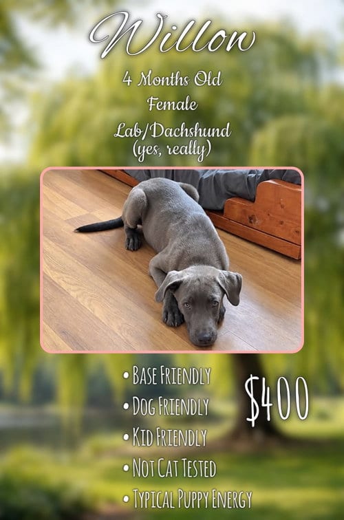 Photo of Willow - Grey, adoptable Labrador Retriever in Jacksonville, North Carolina