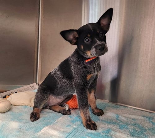 Photo of Gladys, adoptable Queensland Heeler in Maryland, Missouri
