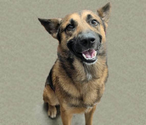 Photo of Bertrand, adoptable dog
