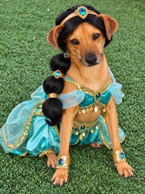 Photo of Pilar, adoptable Terrier in oakland, Florida