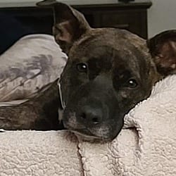 Photo of Kaia, adoptable Pointer Labrador Retriever in Boulder, Colorado