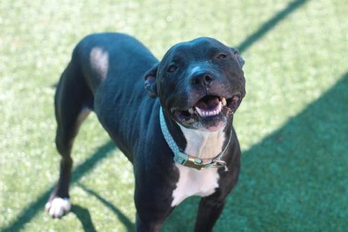 Photo of Sega, adoptable American Staffordshire Terrier in Grand Prairie, Texas