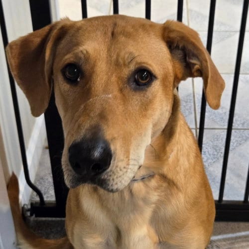Photo of Kanva, adoptable Unknown breed (short coat) in Normal, Illinois