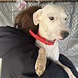 Photo of Taffy, adoptable Whippet Mixed Breed (Medium) in Kalamazoo, Michigan