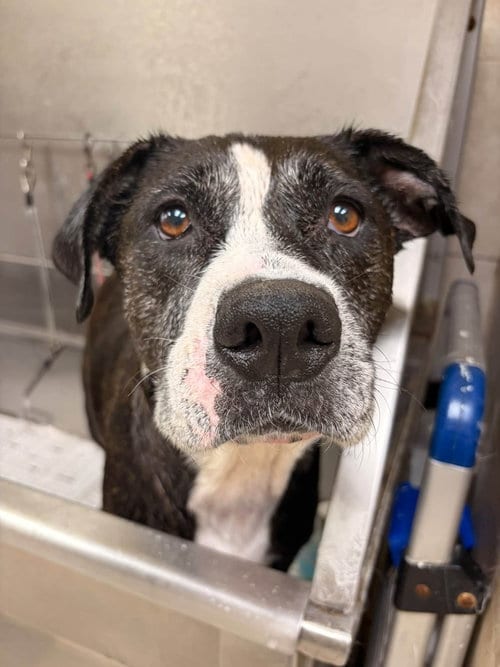 Photo of Odette, adoptable Boxer in Saint Augustine, Florida