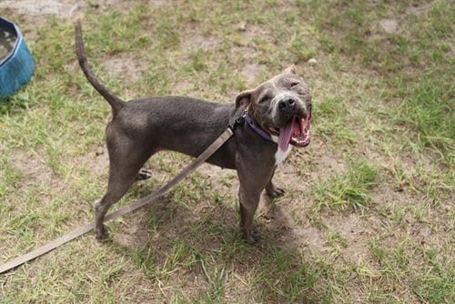 Photo of Brittany, adoptable American Pit Bull Terrier in Ocala, Florida