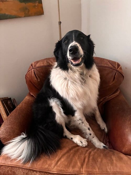 Photo of Casey, adoptable Border Collie in Elmsford, New York
