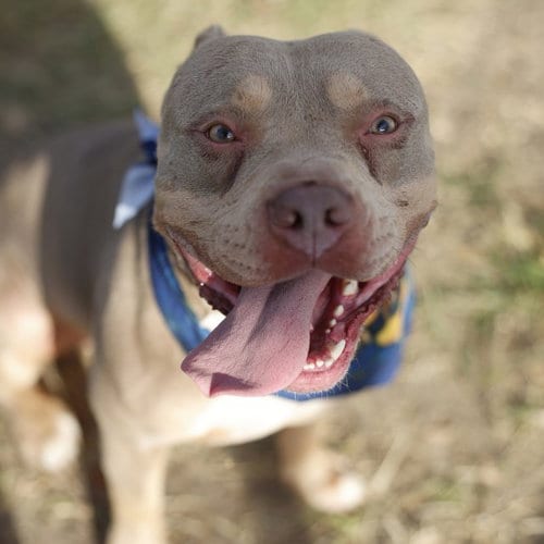 Photo of Martie, adoptable American Bulldog in San Antonio, Texas
