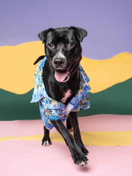 Photo of Jimmigoo, adoptable dog in Atlanta, Georgia
