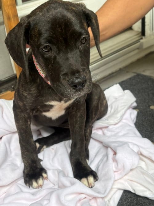 Photo of Sally, adoptable Labrador Retriever in Herndon, Virginia