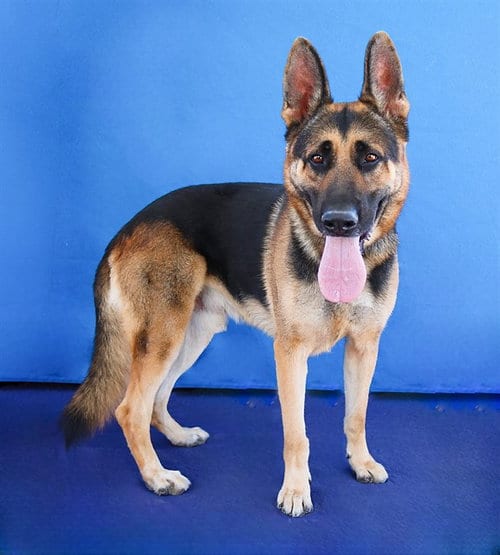 Photo of Max, adoptable German Shepherd Dog in Baldwin Park, California