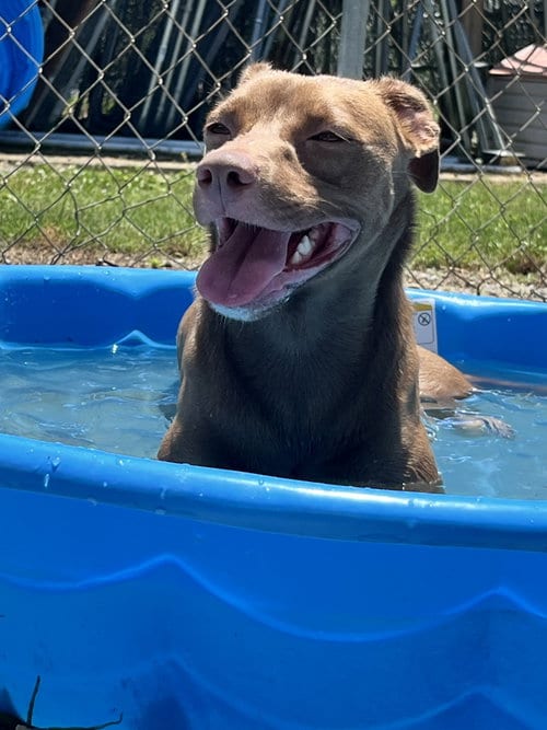 Photo of Truffle, adoptable Unknown breed (short coat) in Crandall, Georgia