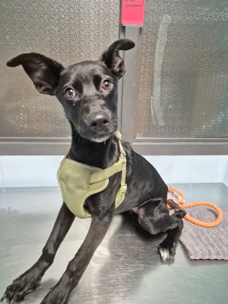 Photo of Hazel, adoptable Terrier cross in Lawrenceville, Georgia