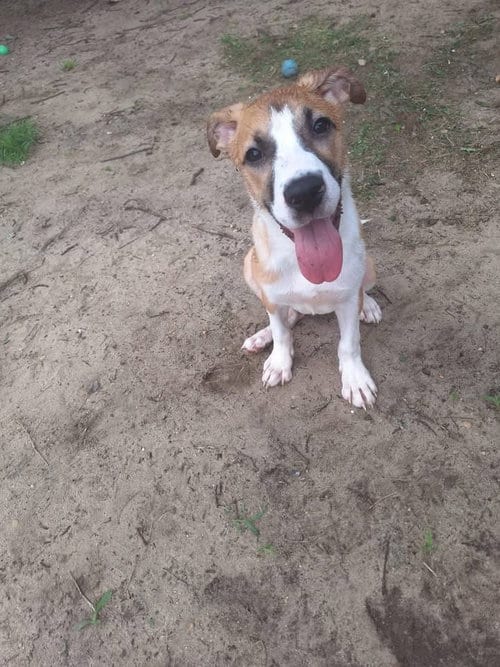 Photo of Lisa, adoptable Hound in Berlin, New Jersey