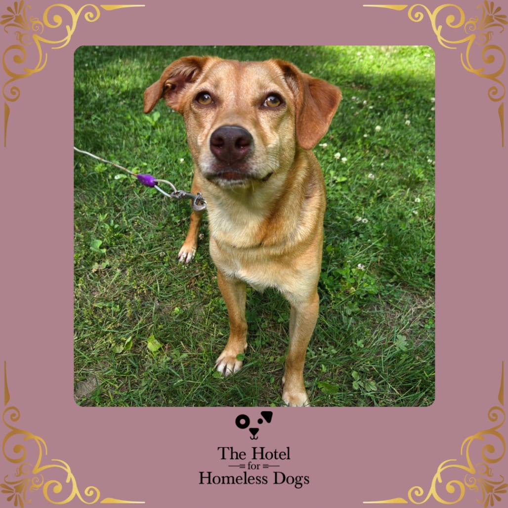 Photo of May, adoptable Mixed Breed (Medium) in Cumberland, Rhode Island
