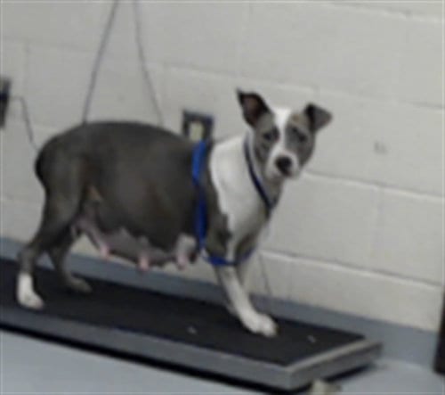 Photo of A435636, adoptable Pit Bull Terrier in Fayetteville, North Carolina