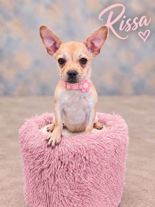 Photo of Rissa, adoptable French Bulldog in PIPE CREEK, Texas