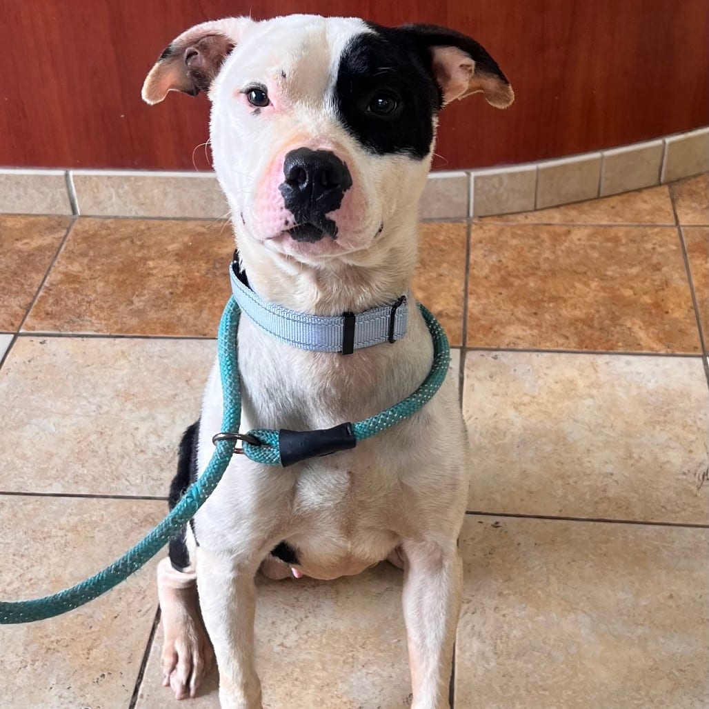 Photo of Blake, adoptable Mixed Breed (Medium) in Columbus, Georgia