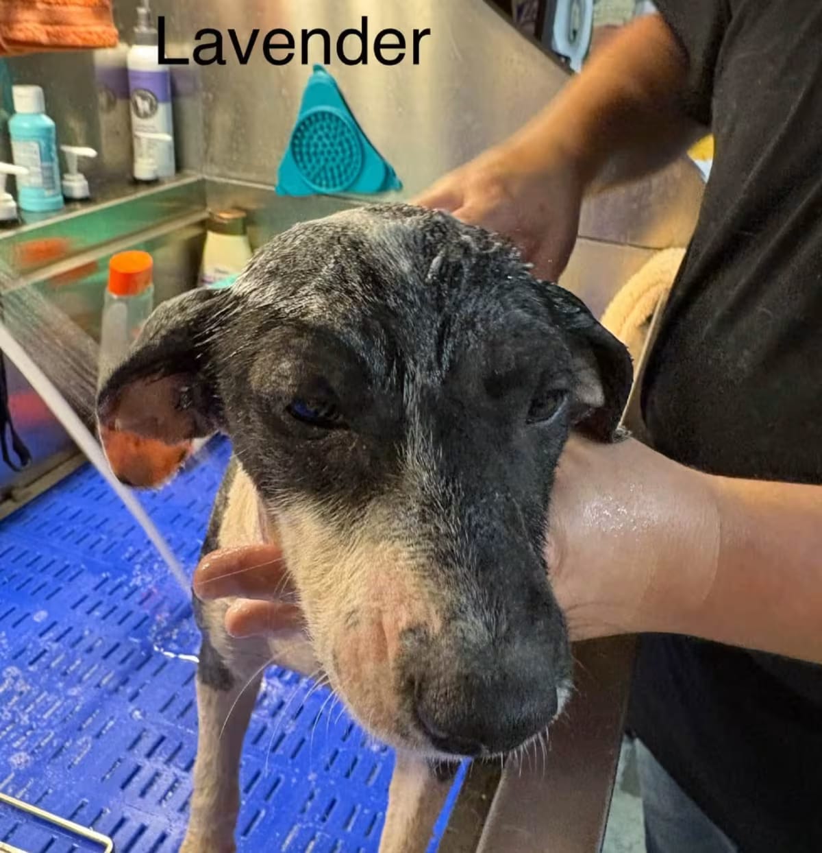 Photo of Lavender, adoptable Australian Cattle Dog/Mixed Breed (Medium) in Cabot, Arkansas